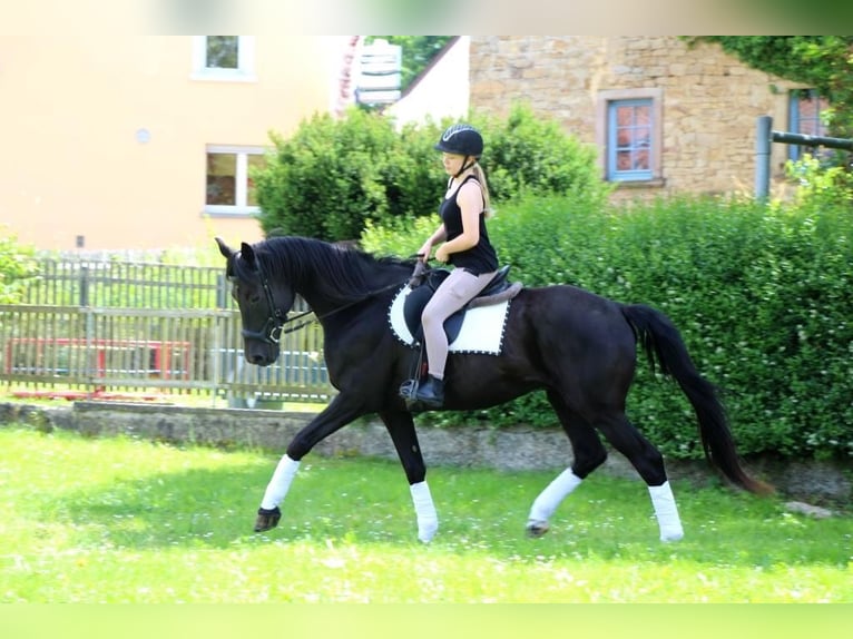 KWPN Caballo castrado 18 años 165 cm Negro in Becherbach