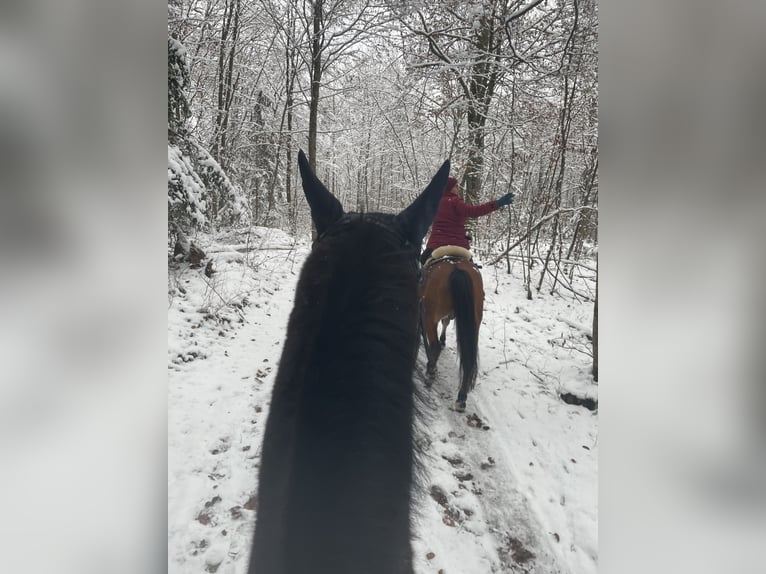 KWPN Caballo castrado 18 años 170 cm Castaño oscuro in Lambach