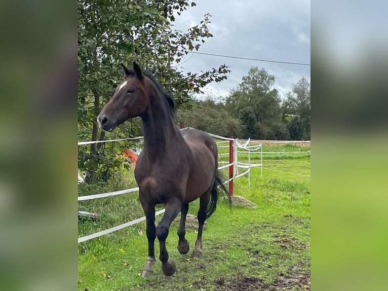 KWPN Caballo castrado 18 años 170 cm Castaño oscuro in Lambach