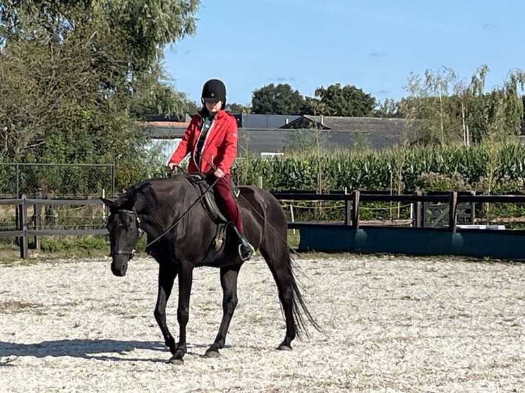 KWPN Caballo castrado 18 años 170 cm Morcillo in Kelpen-Oler