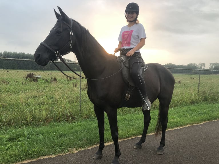 KWPN Caballo castrado 18 años 170 cm Morcillo in Kelpen-Oler