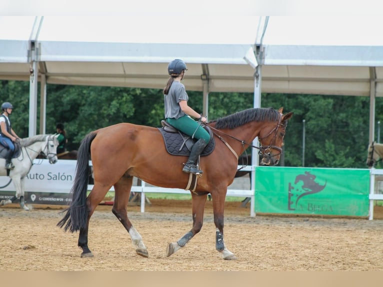 KWPN Caballo castrado 18 años 183 cm Castaño in Pola De Siero