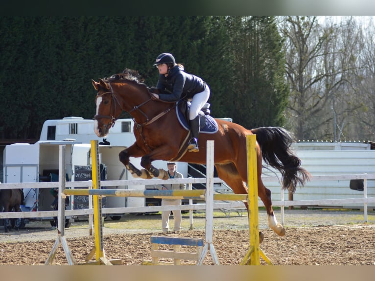 KWPN Caballo castrado 18 años 183 cm Castaño in Pola De Siero