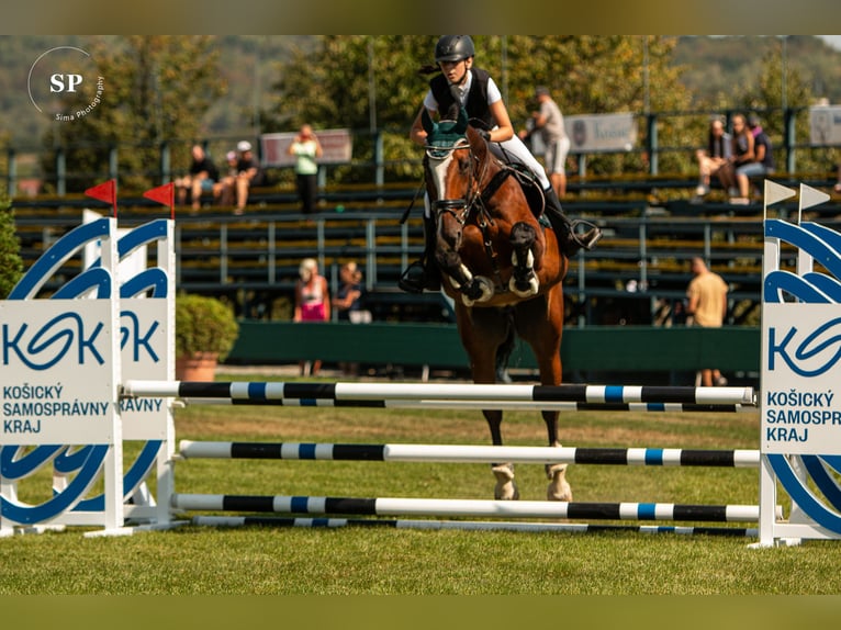KWPN Caballo castrado 18 años Castaño in Kosice