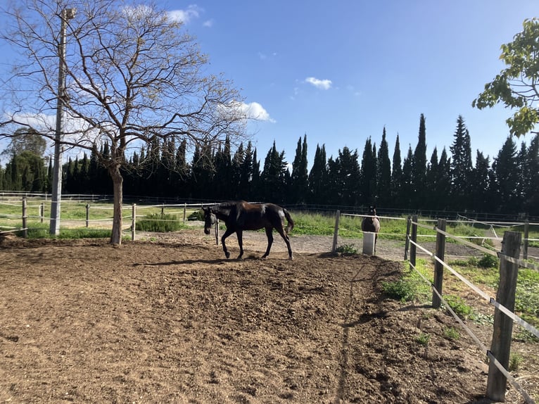 KWPN Caballo castrado 19 años 168 cm Bayo in Torrevieja