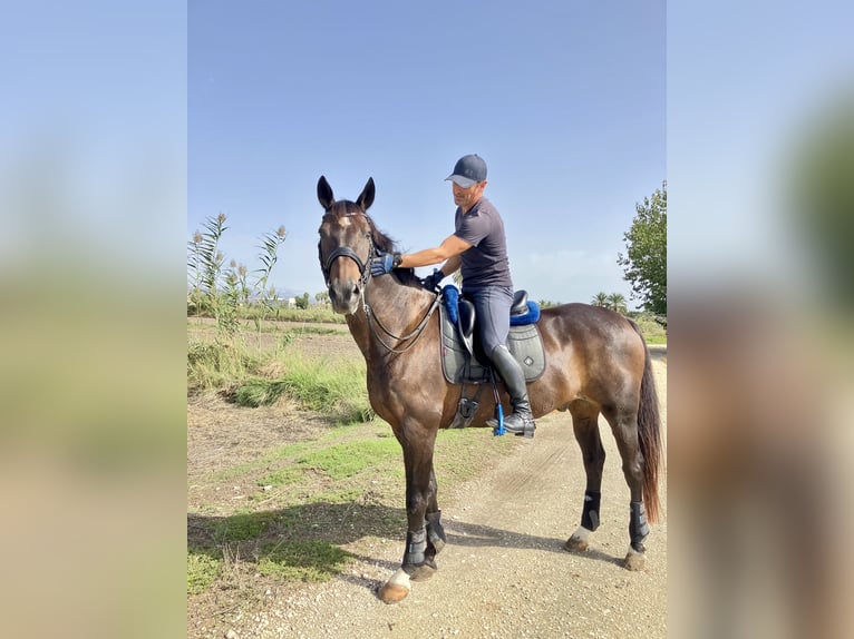 KWPN Caballo castrado 19 años 168 cm Bayo in Torrevieja