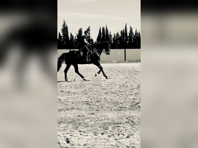 KWPN Caballo castrado 19 años 168 cm Bayo in Torrevieja