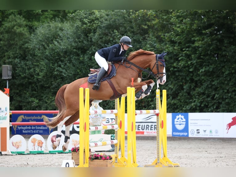 KWPN Caballo castrado 19 años 169 cm  in Groß Wittensee