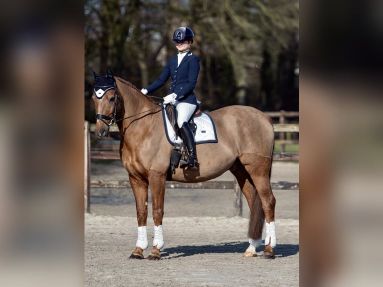 KWPN Caballo castrado 19 años 170 cm Alazán rojizo in Leusden