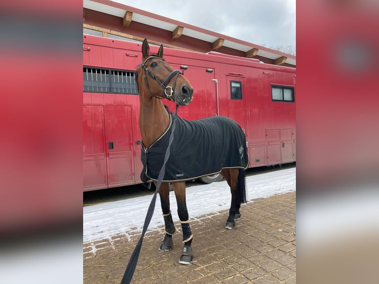 KWPN Caballo castrado 19 años 178 cm Castaño oscuro in NorderstedtNorderstedt