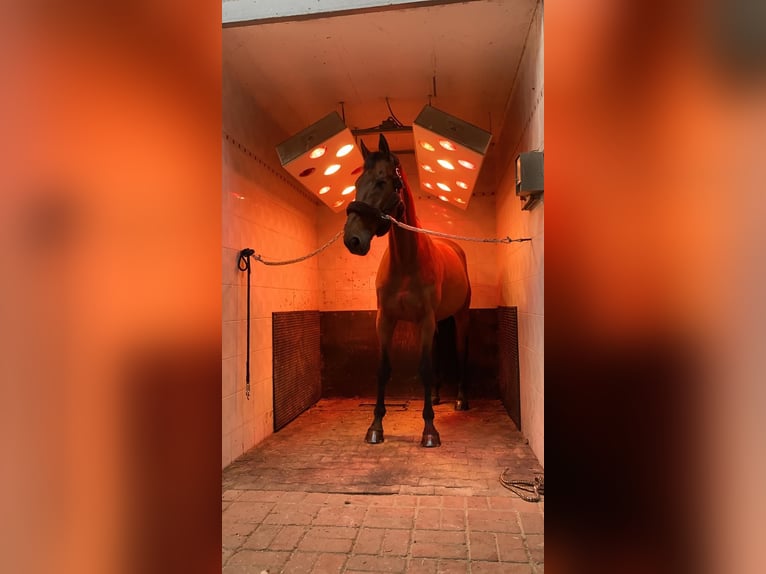 KWPN Caballo castrado 19 años 178 cm Castaño oscuro in NorderstedtNorderstedt