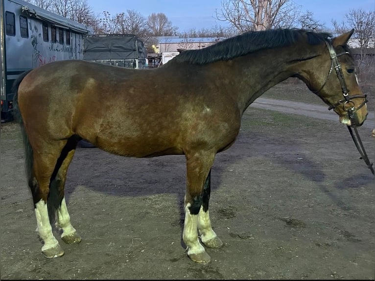 KWPN Caballo castrado 19 años Castaño in Budapest