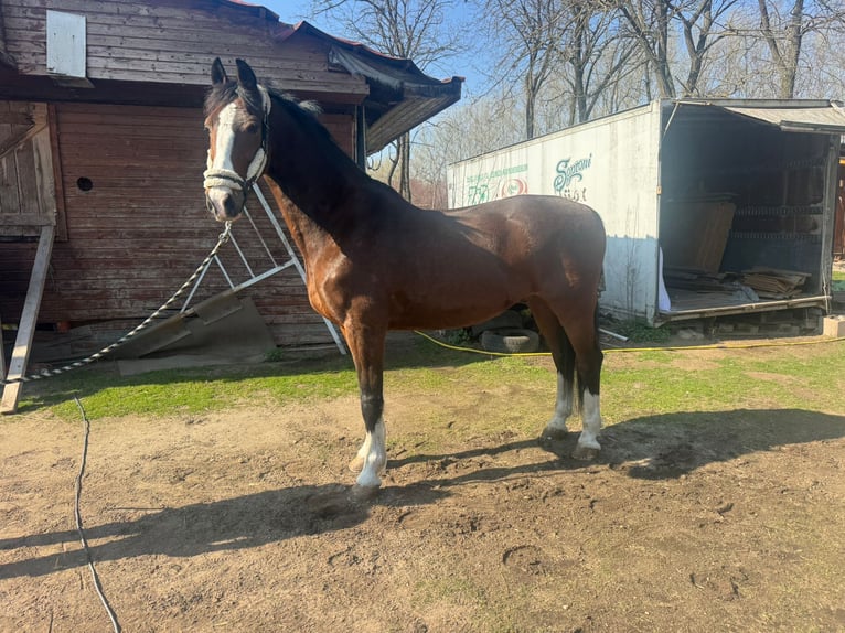 KWPN Caballo castrado 19 años Castaño in Budapest
