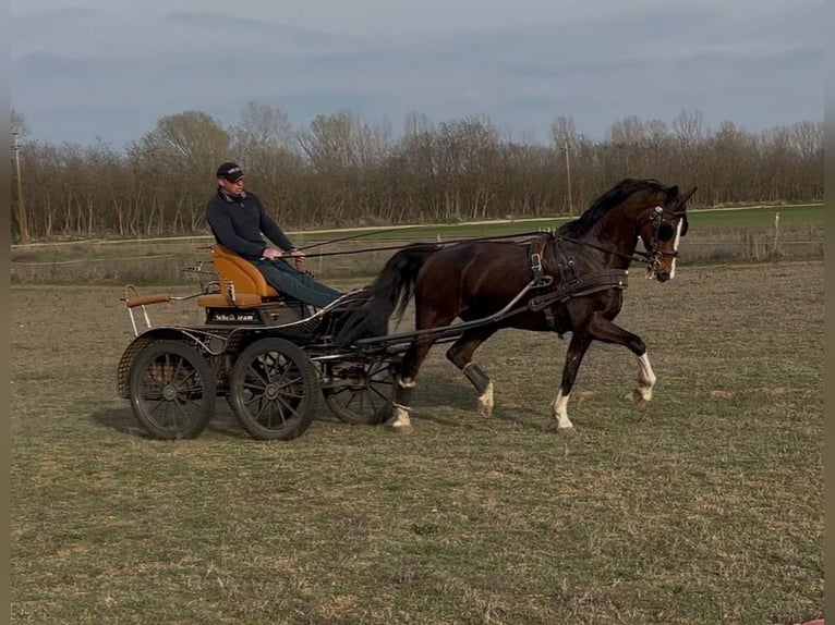 KWPN Caballo castrado 19 años Castaño in Budapest