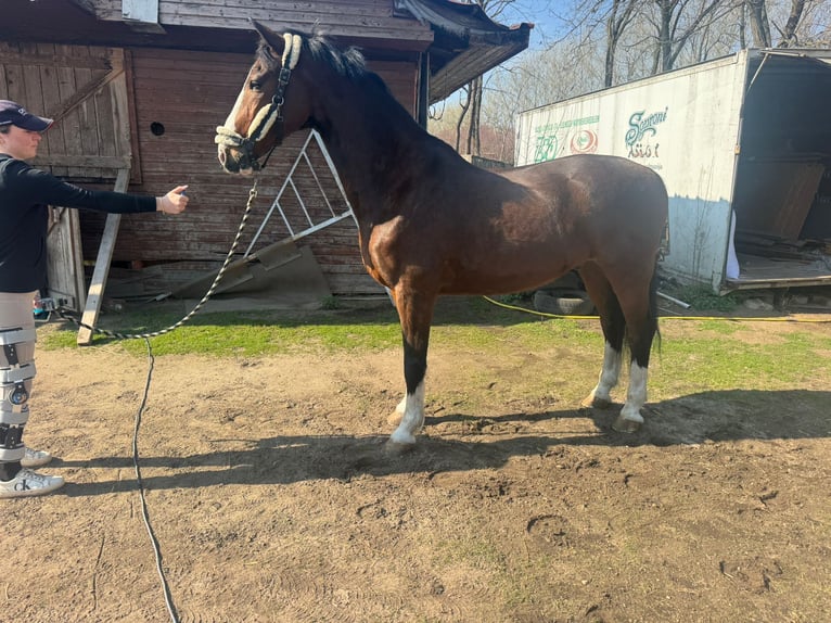 KWPN Caballo castrado 19 años Castaño in Budapest