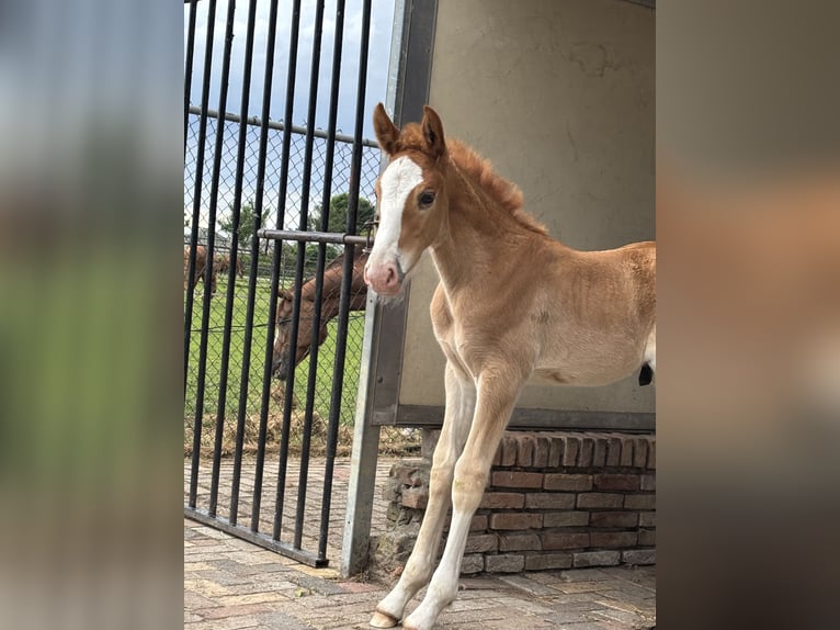 KWPN Caballo castrado 1 año 170 cm Alazán in Maasbree