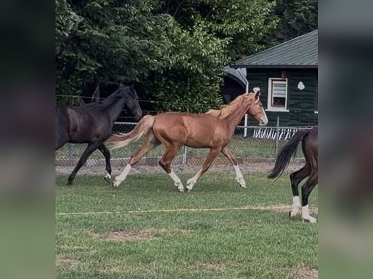 KWPN Caballo castrado 1 año 170 cm Alazán in Maasbree