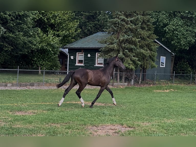 KWPN Caballo castrado 1 año 173 cm Castaño oscuro in Maasbree