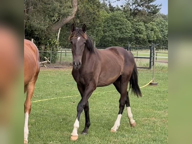 KWPN Caballo castrado 1 año 173 cm Castaño oscuro in Maasbree