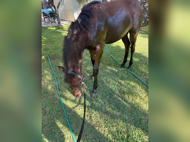KWPN Caballo castrado 1 año in Ognina