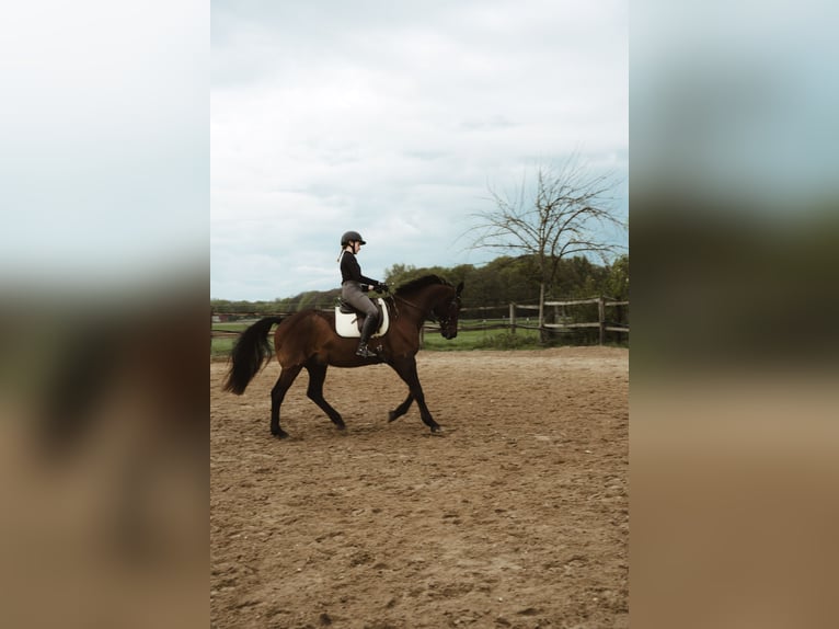 KWPN Caballo castrado 20 años 165 cm Castaño in Wegberg
