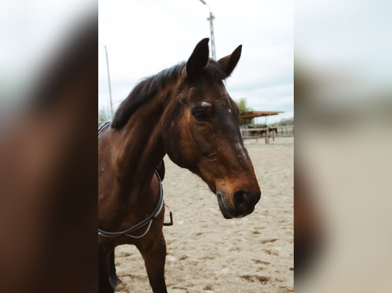 KWPN Caballo castrado 20 años 165 cm Castaño in Wegberg