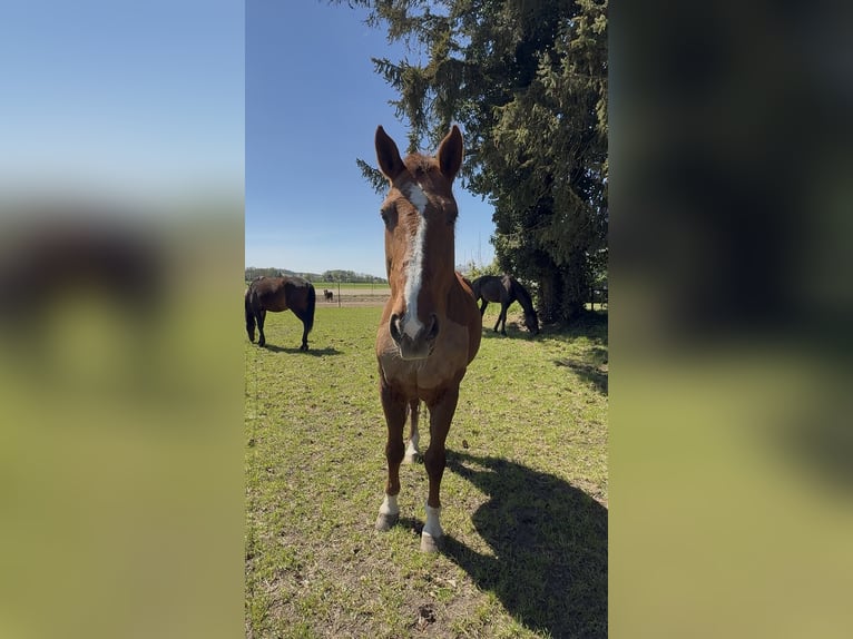 KWPN Caballo castrado 20 años 170 cm Alazán in Karlskron
