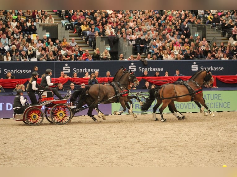 KWPN Caballo castrado 21 años 161 cm Castaño in Negernbötel