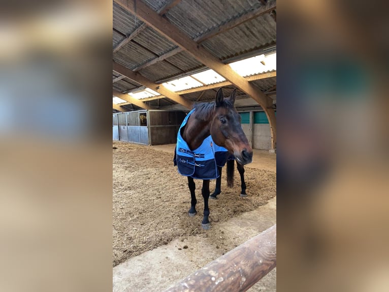 KWPN Caballo castrado 21 años 168 cm Castaño oscuro in Harderwijk