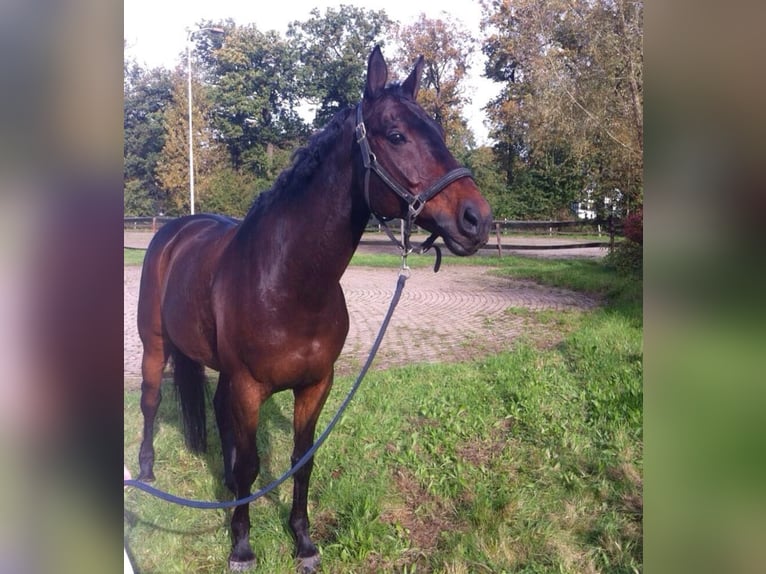 KWPN Caballo castrado 21 años 168 cm Castaño oscuro in Harderwijk