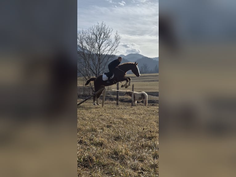 KWPN Caballo castrado 21 años 178 cm Alazán in Türnitz