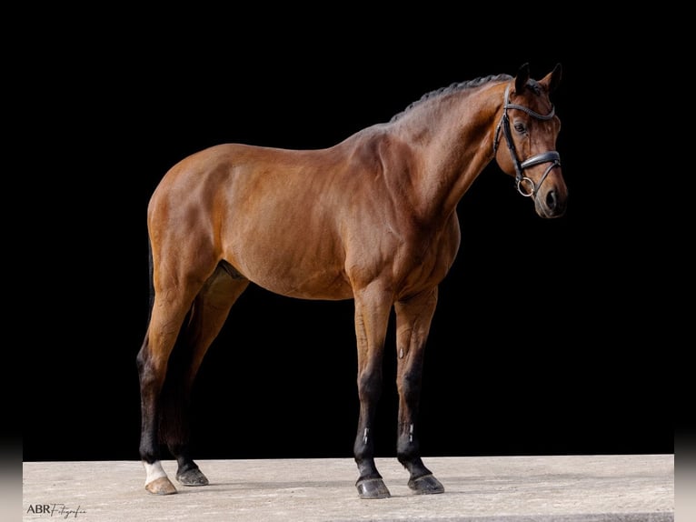 KWPN Caballo castrado 21 años Castaño rojizo in Betunes