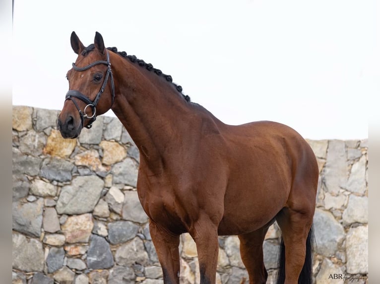 KWPN Caballo castrado 21 años Castaño rojizo in Betunes