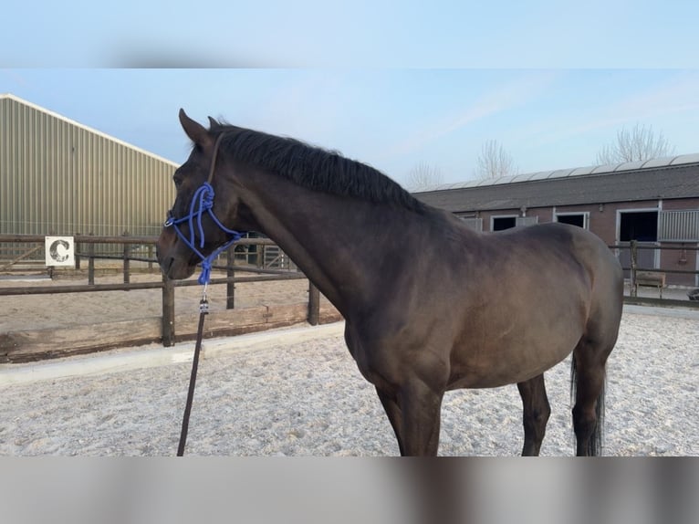KWPN Caballo castrado 22 años 170 cm Castaño oscuro in Ammerzoden