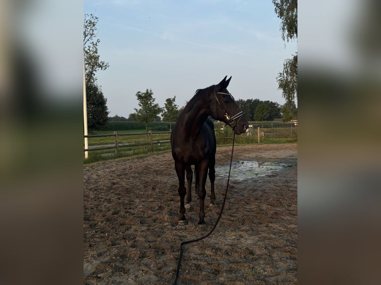 KWPN Caballo castrado 23 años 173 cm Negro in Hamont-Achel
