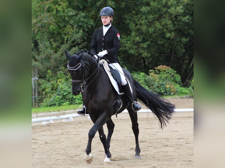 KWPN Caballo castrado 24 años 168 cm Negro in Pattensen