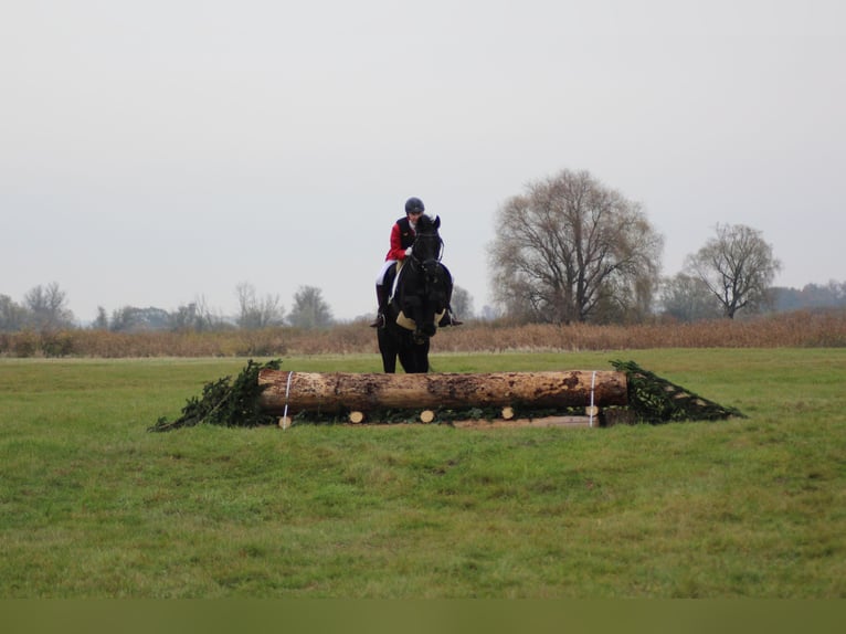 KWPN Caballo castrado 24 años 168 cm Negro in Pattensen