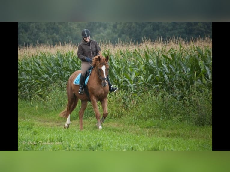 KWPN Caballo castrado 27 años 167 cm Alazán in Straelen