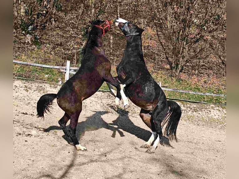 KWPN Caballo castrado 2 años 155 cm Castaño in Moravče