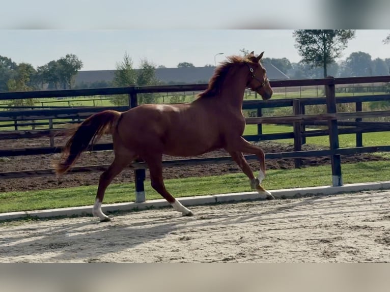 KWPN Caballo castrado 2 años 160 cm Alazán-tostado in Zieuwent