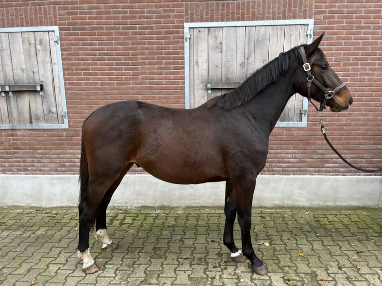 KWPN Caballo castrado 2 años 161 cm Castaño in Haaksbergen