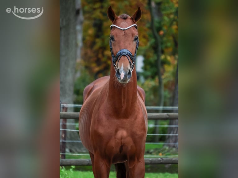 KWPN Caballo castrado 2 años 164 cm Alazán in Loon op Zand