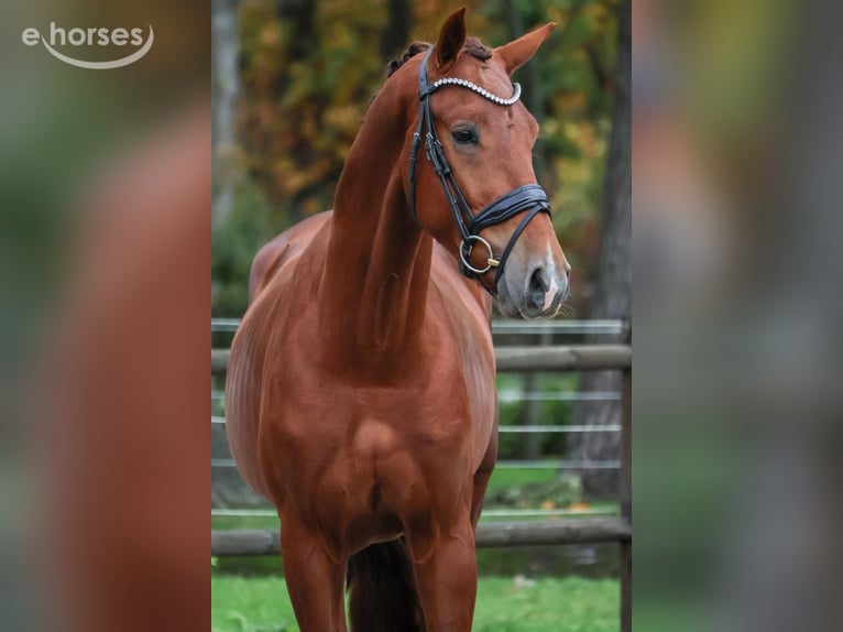KWPN Caballo castrado 2 años 164 cm Alazán in Loon op Zand