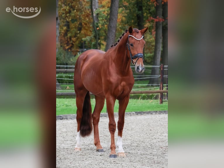KWPN Caballo castrado 2 años 164 cm Alazán in Loon op Zand
