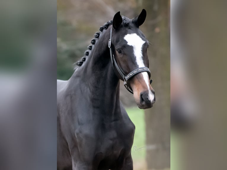 KWPN Caballo castrado 2 años 164 cm Castaño oscuro in Peer