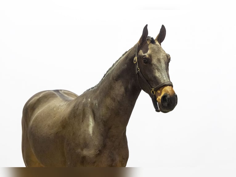 KWPN Caballo castrado 2 años 165 cm Castaño oscuro in Waddinxveen