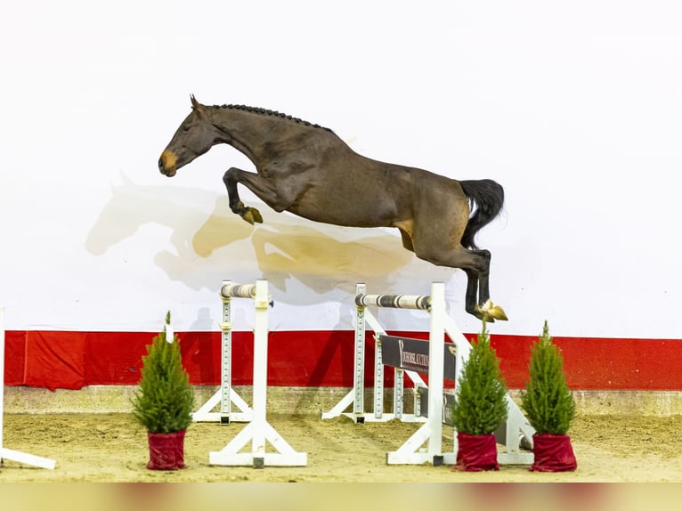 KWPN Caballo castrado 2 años 165 cm Castaño oscuro in Waddinxveen