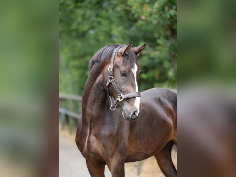 KWPN Caballo castrado 2 años 167 cm Castaño oscuro in Oosterhout