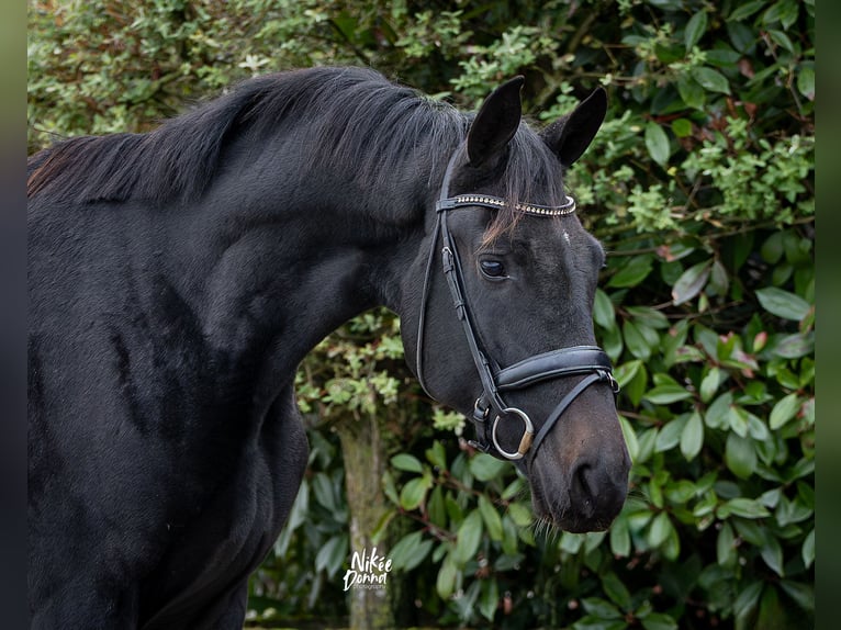 KWPN Caballo castrado 2 años 167 cm Negro in Haaksbergen