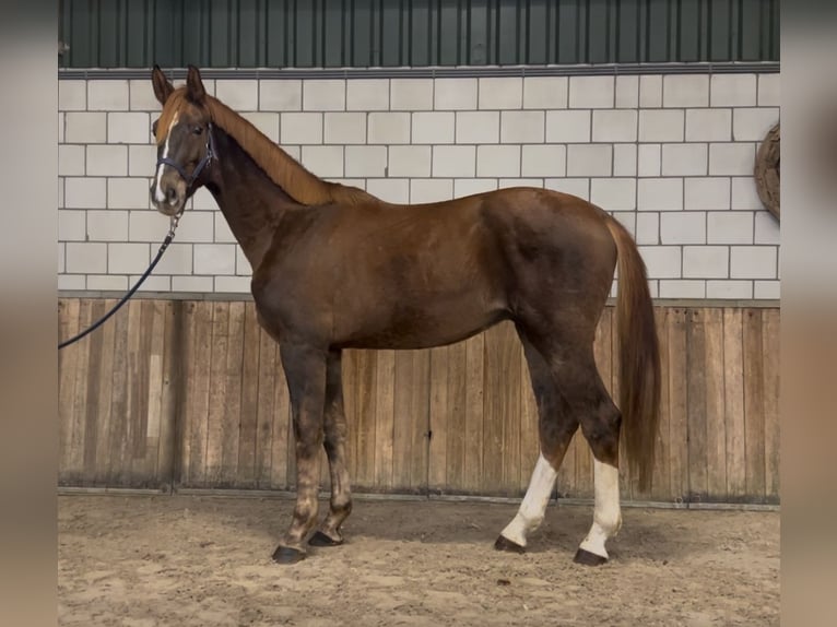 KWPN Caballo castrado 2 años 168 cm Alazán in Oud Gastel